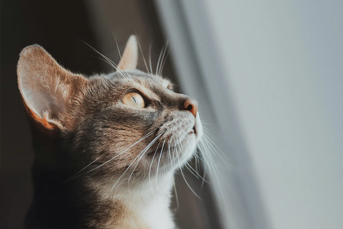 Tout comprendre sur le chat domestique : comportement, bien-être et secrets de félin